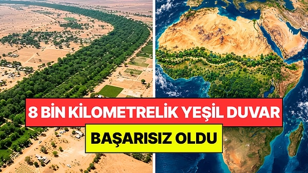 Çölü Durdurmak İçin Dev "Ağaç Duvarı" Yapmak İstediler