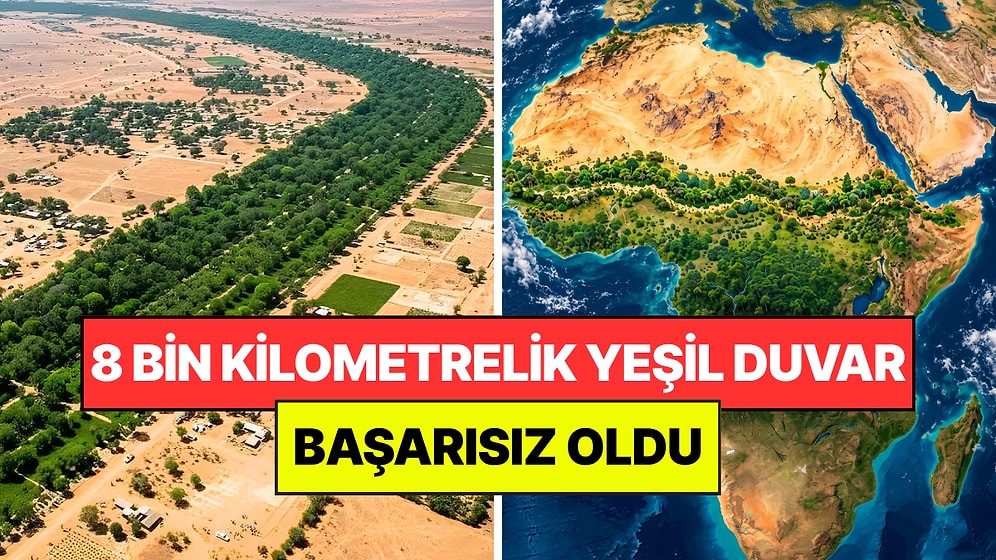 Çölü Durdurmak İçin Dev "Ağaç Duvarı" Yapmak İstediler: Hayal Kırıklığına Uğradılar