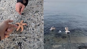 Beachgoer Tries to Save Starfish Only to Have It Snatched Mid-Air by a Hungry Seagull