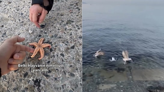 Beachgoer Tries to Save Starfish Only to Have It Snatched Mid-Air by a Hungry Seagull