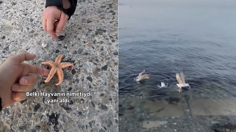 Beachgoer Tries to Save Starfish Only to Have It Snatched Mid-Air by a Hungry Seagull