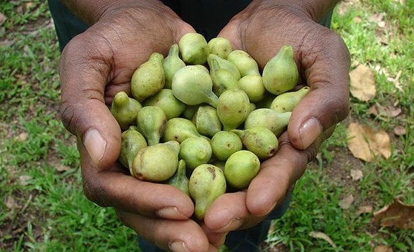 Kakadu eriğinde mandalinadan kat kat fazla C vitamini bulunuyor.