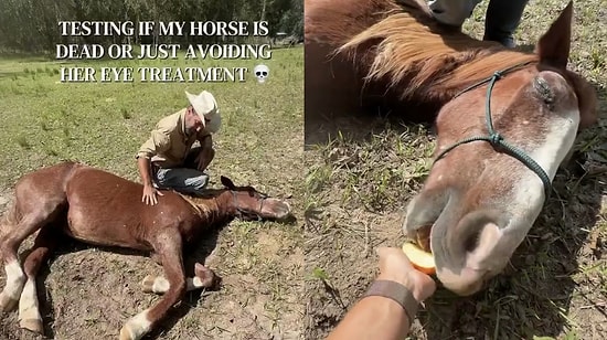 Hilarious Horse Plays Dead to Avoid Eye Drops Until Apple Test