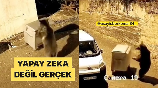 Ankara'da Şehre İnen Ayının İttiği Çöp Konteyneri Park Halindeki Otomobile Çarptı