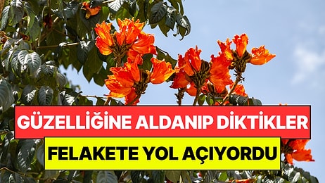 Güzelliğine Aldanıp Diktikleri Ağaç Felakete Yol Açtı: Fark Edilmese İş İşten Geçiyordu