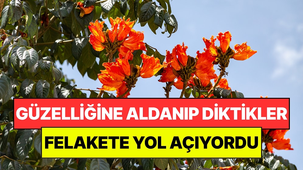 Güzelliğine Aldanıp Diktikleri Ağaç Felakete Yol Açtı: Fark Edilmese İş İşten Geçiyordu