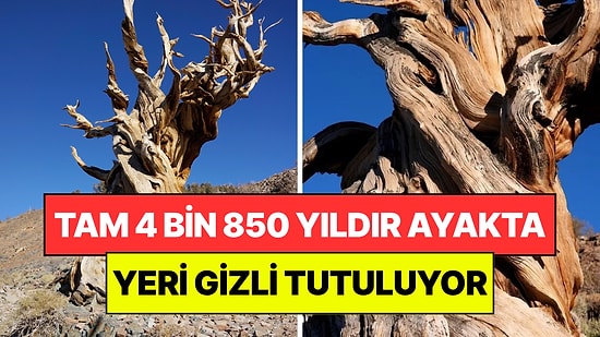 Yeri Herkesten Saklanıyor: 4 Bin 850 Yaşındaki Ağacın Sırrı Ortaya Çıktı