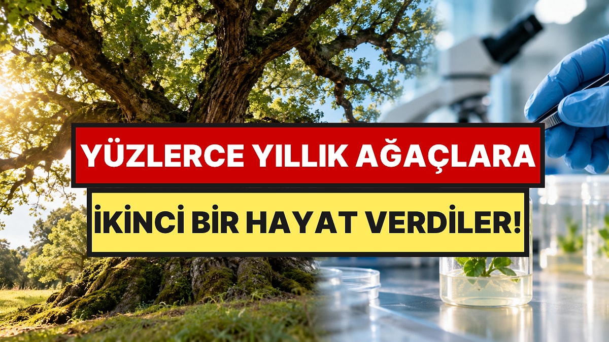 Asırlık Ağaçlar Yok Olmasın Diye Yeniden Diriltmenin Yolunu Buldular