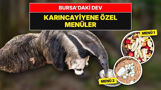 Dev Karıncayiyene Yürekli ve Meyveli Özel Menü