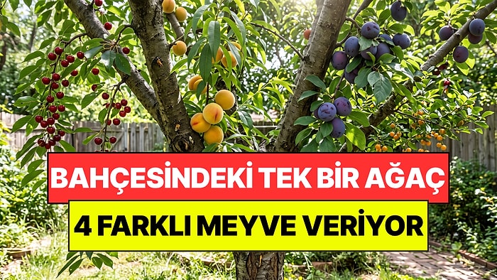 Van'da Bir Doktor Tek Ağaçta 4 Farklı Tropikal Meyve Yetiştirdi