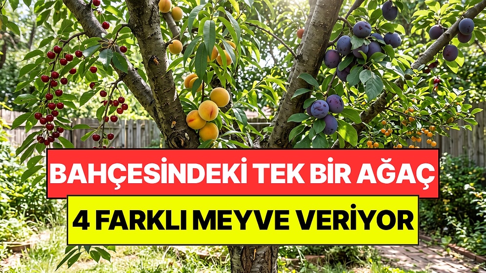 Van'da Bir Doktor Ezber Bozdu: Tek Ağaçta 4 Farklı Tropikal Meyve Yetiştirdi