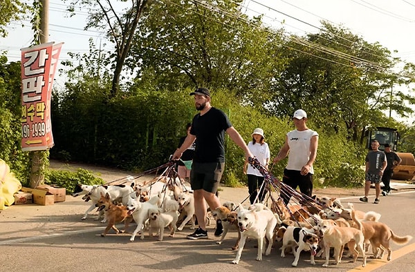Yürüyüşteki köpeklerin hepsi barınaktan sahiplenilmeyi bekliyordu