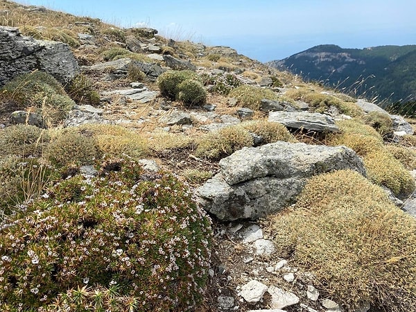Kaz Dağları'nın Sarıkız Tepesi'nde yürütülen arazi çalışmaları sırasında dünya bilimi için yeni bir tür keşfedildi.