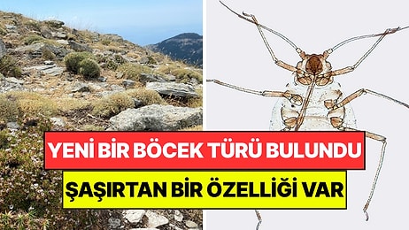 Kaz Dağları'nda Yeni Bir Böcek Türü Keşfedildi: Sadece Tek Bir Bitkiyle Besleniyor