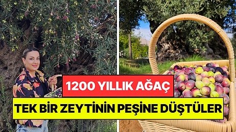 1200 Yıllık Zeytin Ağacının Tek Bir Meyvesinin Peşine Düştüler: Cüzdanlarında Taşımak İstiyorlar
