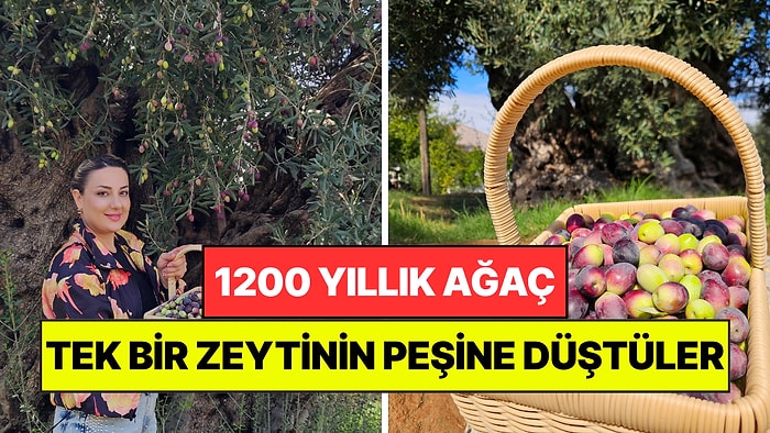 1200 Yıllık Zeytin Ağacının Tek Bir Meyvesinin Peşine Düştüler: Cüzdanlarında Taşımak İstiyorlar