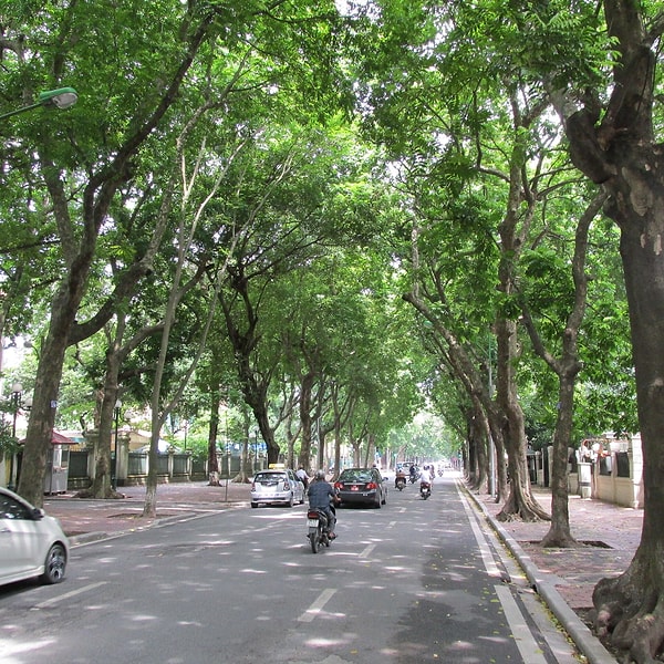 Kimi sakin kapı ve pencerelerini kapatıp maske takarken, kimi için ağaçlar hâlâ Hanoi'nin imzası.