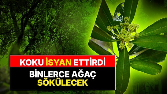 Hanoi'de Çiçek Kokusu İsyan Ettirdi: Binlerce Ağaç Sökülebilir!
