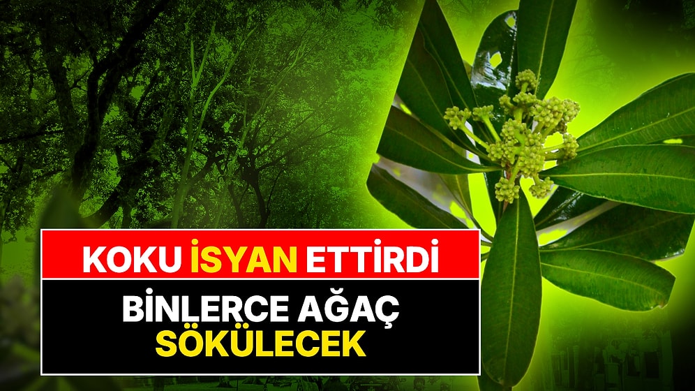 Hanoi'de Çiçek Kokusu İsyan Ettirdi: Binlerce Ağaç Sökülebilir!
