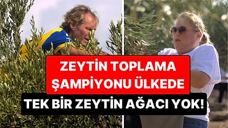 Tek Bir Zeytin Ağacı Bile Olmayan Ülke, Dünya Zeytin Toplama Şampiyonu Oldu