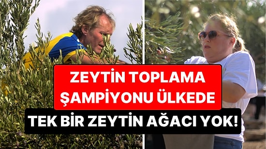 Tek Bir Zeytin Ağacı Bile Olmayan Ülke, Dünya Zeytin Toplama Şampiyonu Oldu