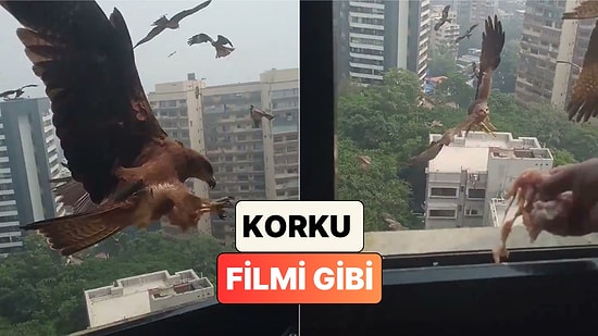 Hindistan'da Kuşlara Et Atma Geleneği Nedeniyle Pencereye Akın Eden Yırtıcı Kuşlar Korku Filmini Aratmadı