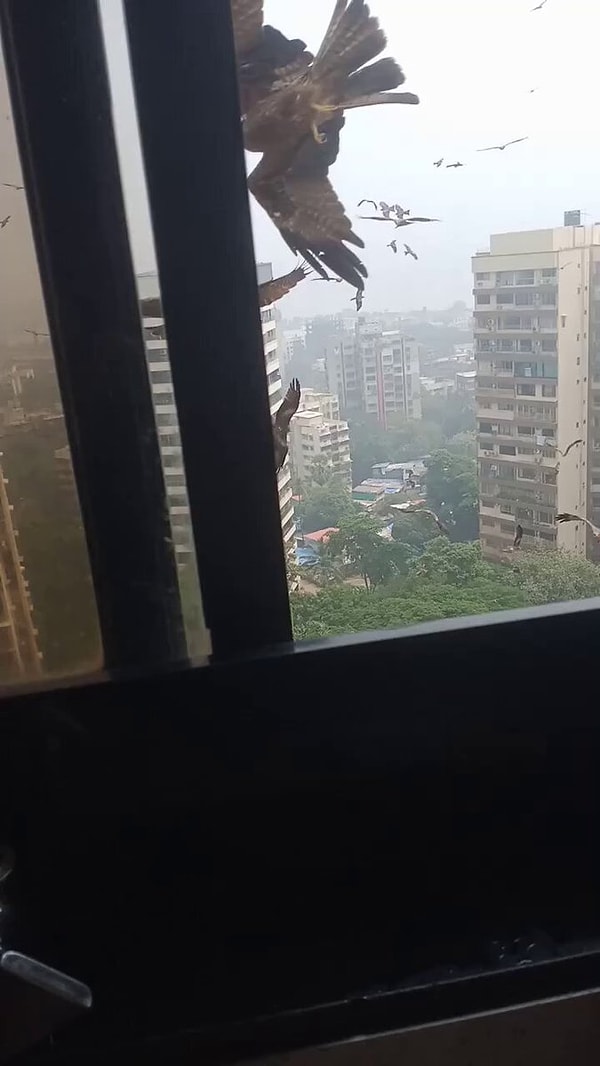 In India, people believe that tossing meat to birds brings good luck!