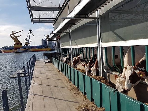 Çiftlik kapanmadı, artık peynir üretiyor.