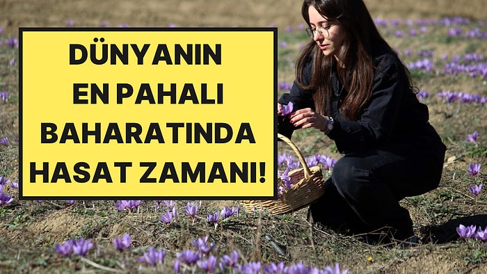 Tarlaları Mora Boyadı: Kilosu 800 Bin TL’ye Kadar Çıkıyor