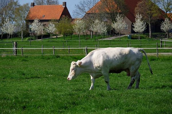 The cows were feeding on the city’s leftovers.