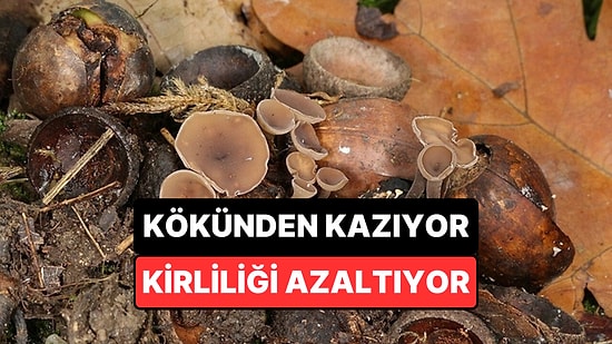 Terk Edilmiş Rafineride Bulunan Mantar Petrollü Toprağı 3 Ayda Neredeyse Tamamen Temizledi