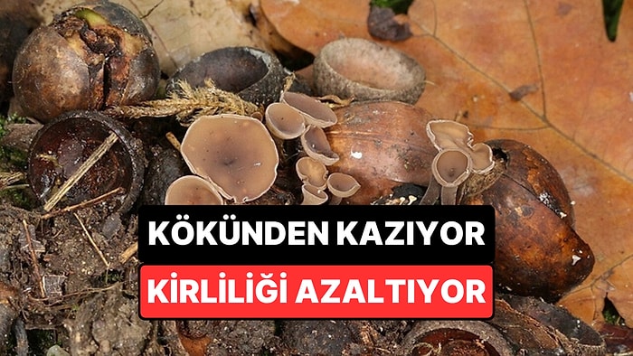 Terk Edilmiş Rafineride Bulunan Mantar Petrollü Toprağı 3 Ayda Neredeyse Tamamen Temizledi