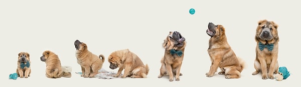 Büyümek Böyle Bir Şey