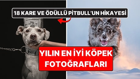 2026'nın En İyi Köpek Fotoğrafları Belli Oldu: Birincilik Ödülü Bir Pitbull'a Gitti!