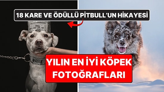 2026'nın En İyi Köpek Fotoğrafları Belli Oldu: Birincilik Ödülü Bir Pitbull'a Gitti!