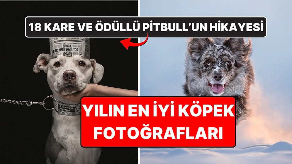 2026'nın En İyi Köpek Fotoğrafları Belli Oldu: Birincilik Ödülü Bir Pitbull'a Gitti!