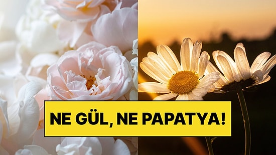 2027 Yılının Çiçeği Belli Oldu: Ne Gül Ne Papatya, Seçilen Bitkinin Hikâyesi Bambaşka