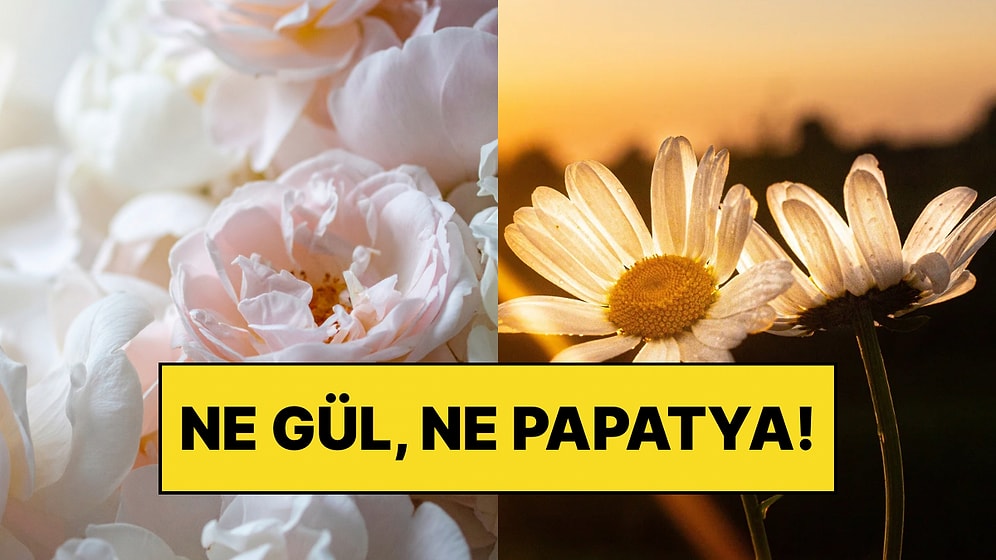 2027 Yılının Çiçeği Belli Oldu: Ne Gül Ne Papatya, Seçilen Bitkinin Hikâyesi Bambaşka