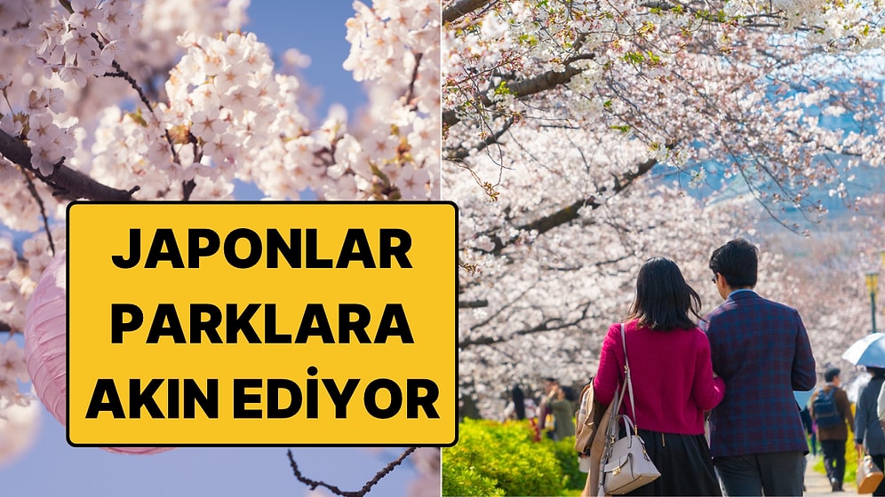 Japonların Her Bahar Sabah Erken Saatlerde Parklara Koştuğu Gelenek: Hanami