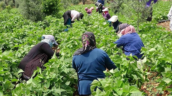 70 ve 80 yaşındaki pek çok kişi hala bağ ve bahçe işleriyle uğraşıyor.
