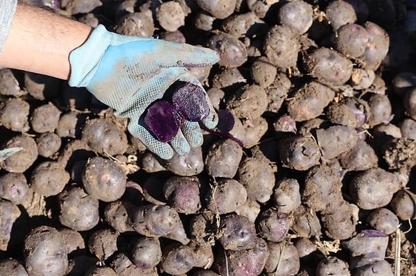 Kabuğundan içine kadar mor ve eflatun renkteki patates, rengini antosiyanin pigmentinden alıyor.