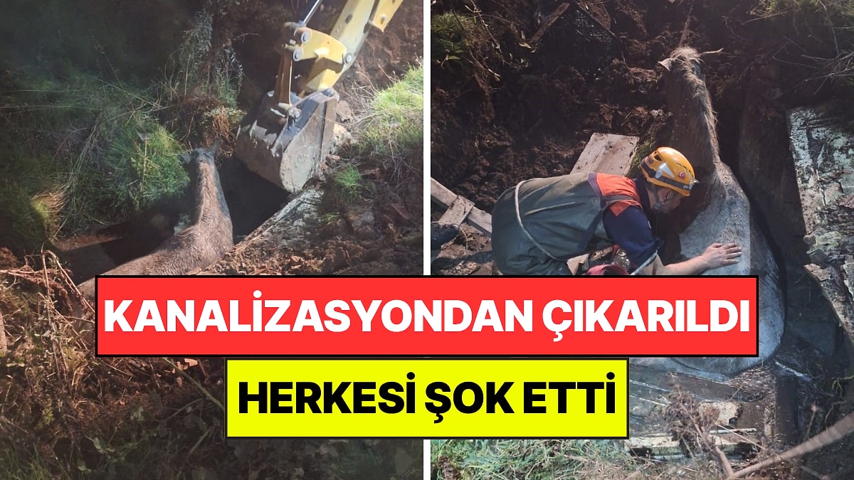 Kanalizasyon Kuyusundan Hiç Beklenmeyen Çıktı: AFAD Ekipleri 2 Araçla Kurtarabildi