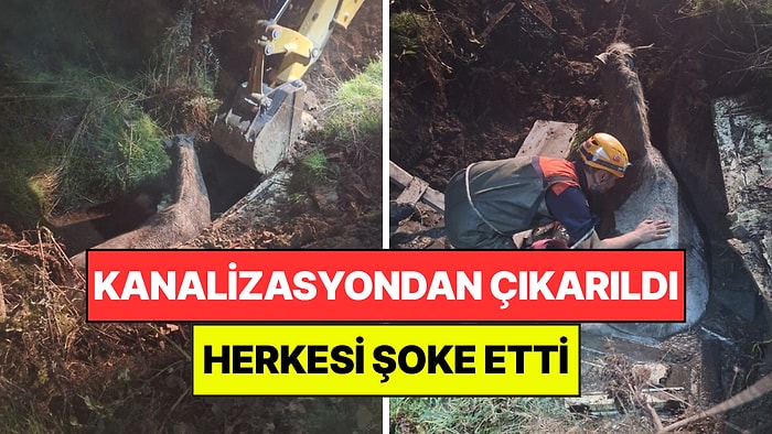 Kanalizasyon Kuyusundan Hiç Beklenmeyen Çıktı: AFAD Ekipleri 2 Araçla Kurtarabildi