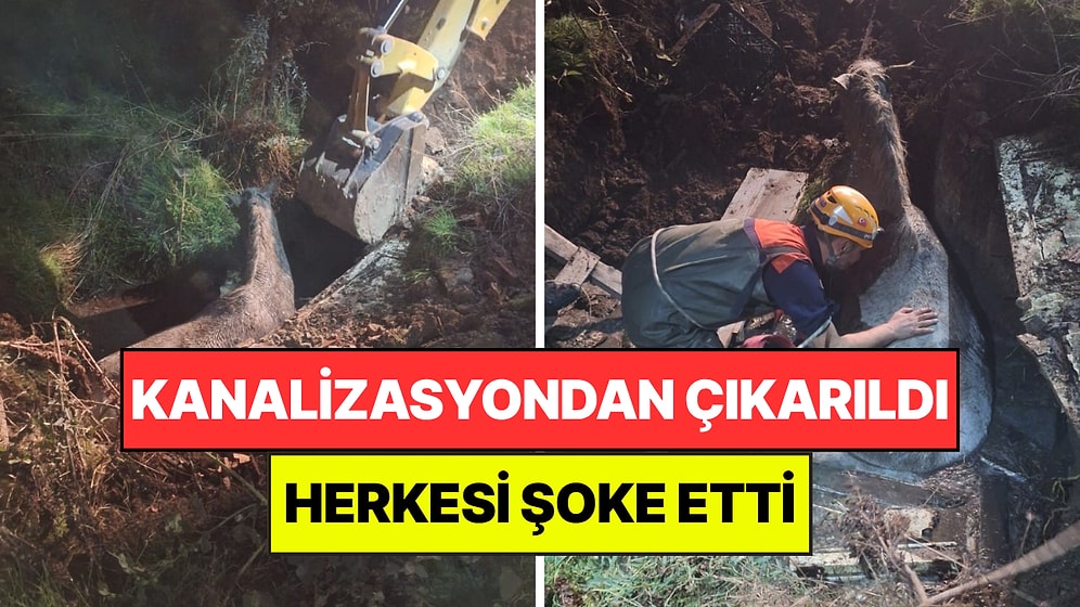 Kanalizasyon Kuyusundan Hiç Beklenmeyen Çıktı: AFAD Ekipleri 2 Araçla Kurtarabildi