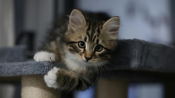 Kyoto ve Azabu üniversitelerinden araştırmacılar 19 kedi sahibi ile 29 kediyi bir ay boyunca takip etti.