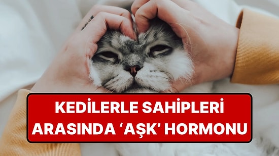 Kediler Sahiplerinin Ruh Halini Hissediyor: Aşk Hormonu Kanıtladı