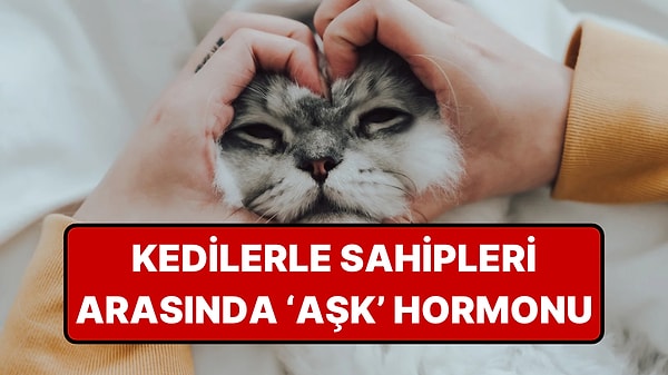 Kediler Sahiplerinin Ruh Halini Hissediyor!