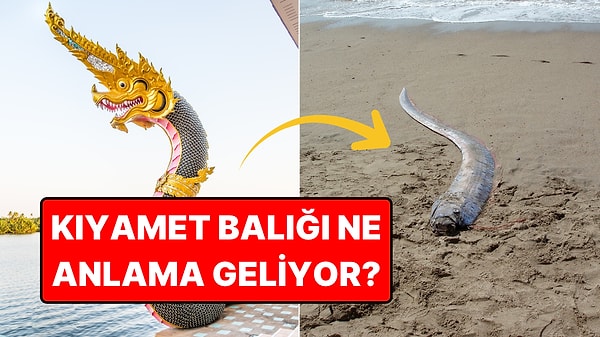 Japon Efsanelerinin "Kıyamet Balığı" Şili'de Karaya Vurdu