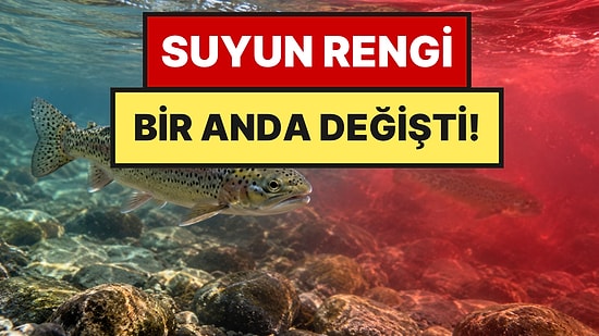 Yabancı Balıklardan Kurtulmak İçin Dereye Zehir Döktüler