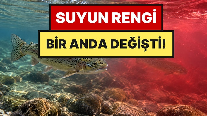 Yabancı Balıklardan Kurtulmak İçin Dereye Zehir Döktüler
